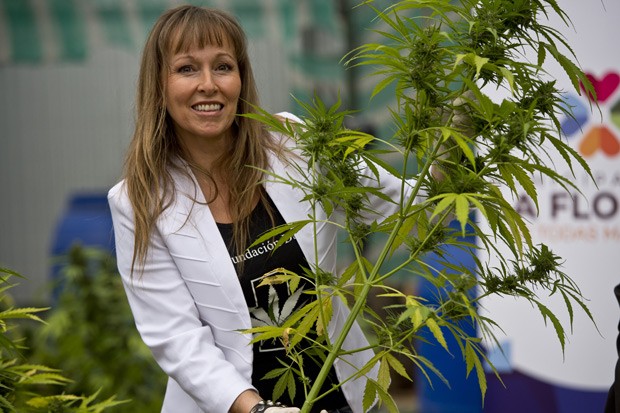 Presidente da Daya Foundation, Ana Maria Gazmuri mostra maconha cultivada no Chile (Foto: Martin Bernetti/AFP)