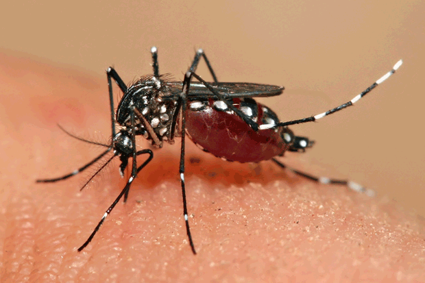 Numeroso no Brasil, o Aedes aegypti também é o vetor do Zika Vírus. FOTO: Wikipedia/Reprodução