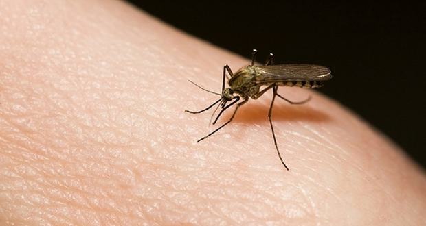 Com 358 casos de dengue notificados a cada 100 mil habitantes, Pernambuco vai intensificar as ações de conscientização para evitar mais mortes