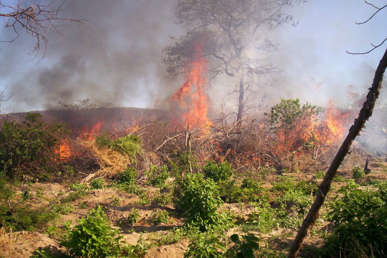 Polícia Federal faz a queima de um plantio de maconha escondido entre a caatinga