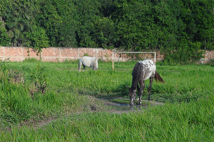 Sem dinheiro e com paliativo no Ademir cunha, terreno continua sem utilidade. Cuidada por uma família que mora no local, área do CT do Santa Cruz serve ainda de pasto para cavalos. | Foto: Divulgação