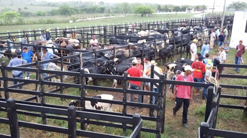 Após interdição, Feira de Animais de João Alfredo passa a acontecer no Curral do Boiadeiro em Surubim.