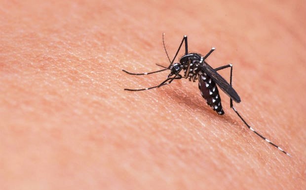 Mosquito Aedes aegypti, transmissor da dengue, do vírus da zika e da chikungunya (Foto: Divulgação/Pixabay)