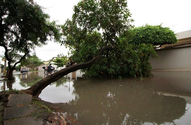 Temporal derrubou árvores na capital pernambucana e em outras cidades da Região Metropolitana do Recife (Foto: Marlon Costa Lisboa/Pernambuco Press)