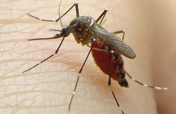 Mosquito é transmissor da Zika, Dengue e Chikungunya (Foto: Divulgação/ Uenf)