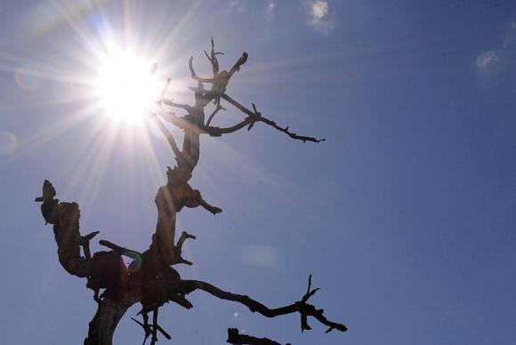 Seca afeta estados do Nordeste. Foto: Arquivo/Agência Brasil 