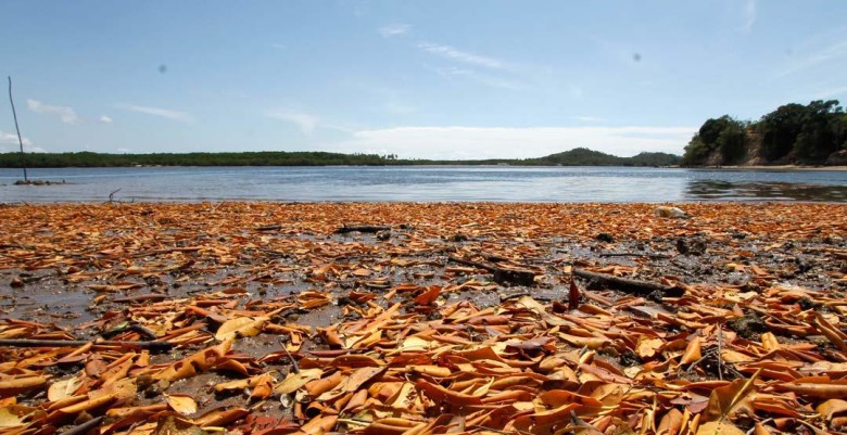 Foto: Diário de Pernambuco