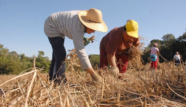 Jornada de trabalho no campo pode chegar a 12 horas em 18 dias seguidos sem descanso.