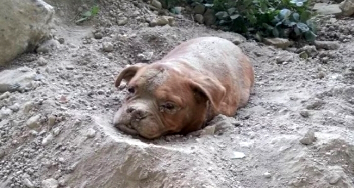 A cadela foi resgatada por um jovem que passeava pelo local com seu cão.