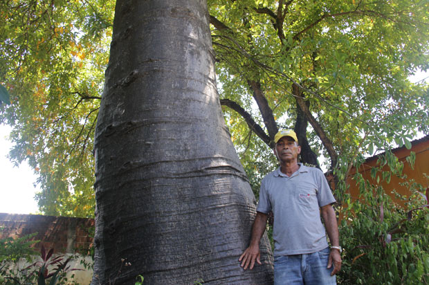 Amaro Luiz da Silva plantou, há 30 anos, as árvores agora ameaçadas: "Quando soube que iam derrubar, corri, fui pra casa. Não consegui mais ficar aqui". Foto: Karina Morais/ Esp. DP/ D.A.Press