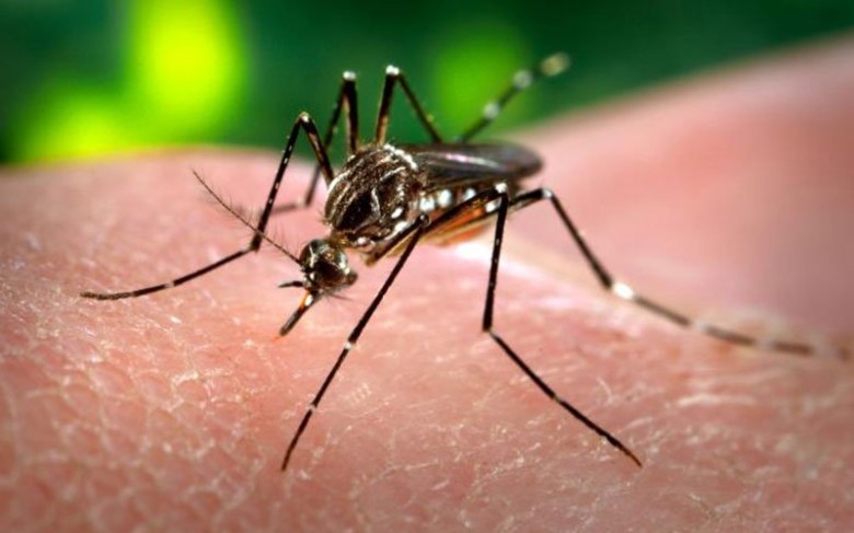 Estação mais quente do ano terá, pela primeira vez, o vírus circulando no país e proliferação do Aedes preocupa. | Foto: Ilustração