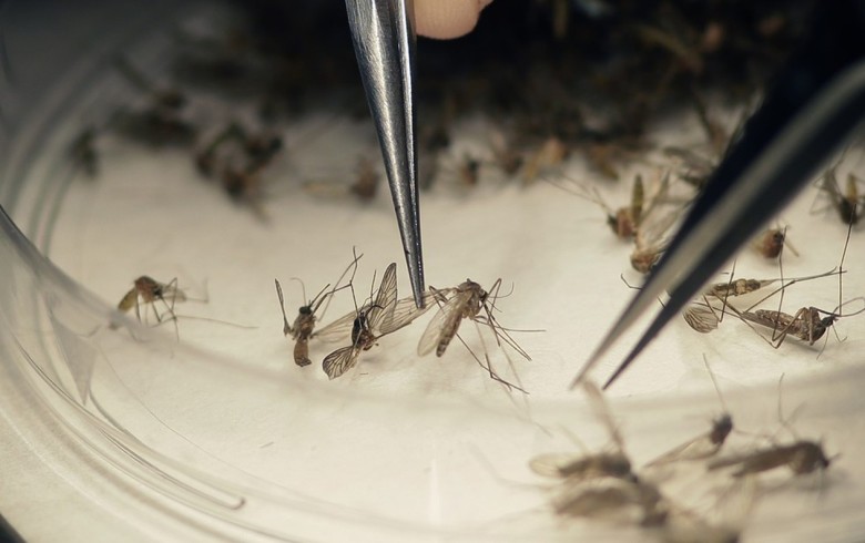 Aedes aegypti é o transmissor da dengue, zika, chikungunya e febre amarela. (Foto: Divulgação / Prefeitura de Ipatinga) 