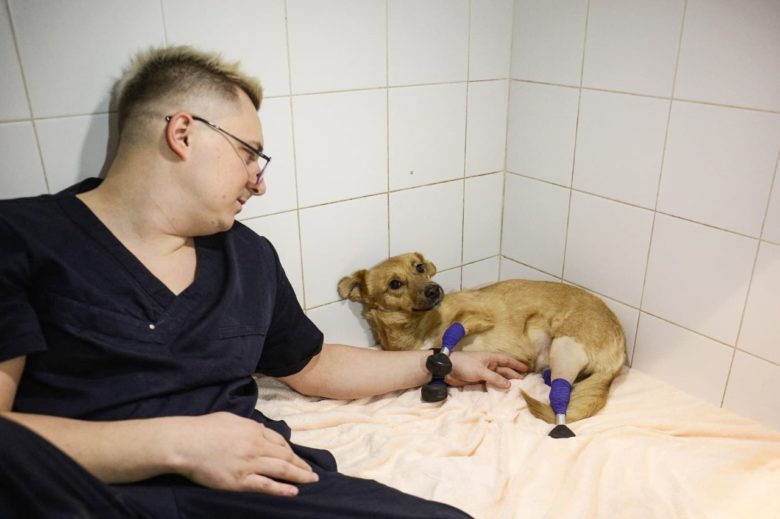 Tratamento da cadelinha Monika, que recebeu quatro próteses para voltar a andar – Fotos: Rostislav Netisov/AFP
